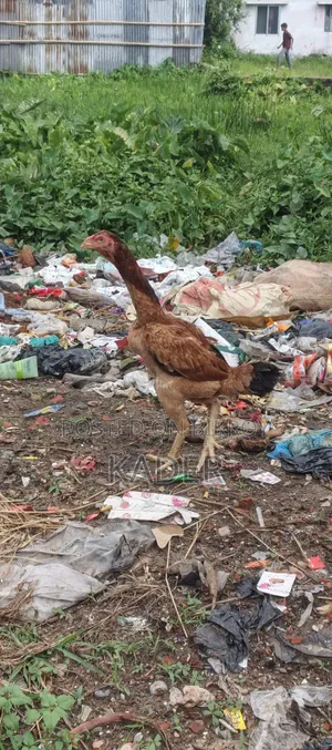 Asil Chicken
