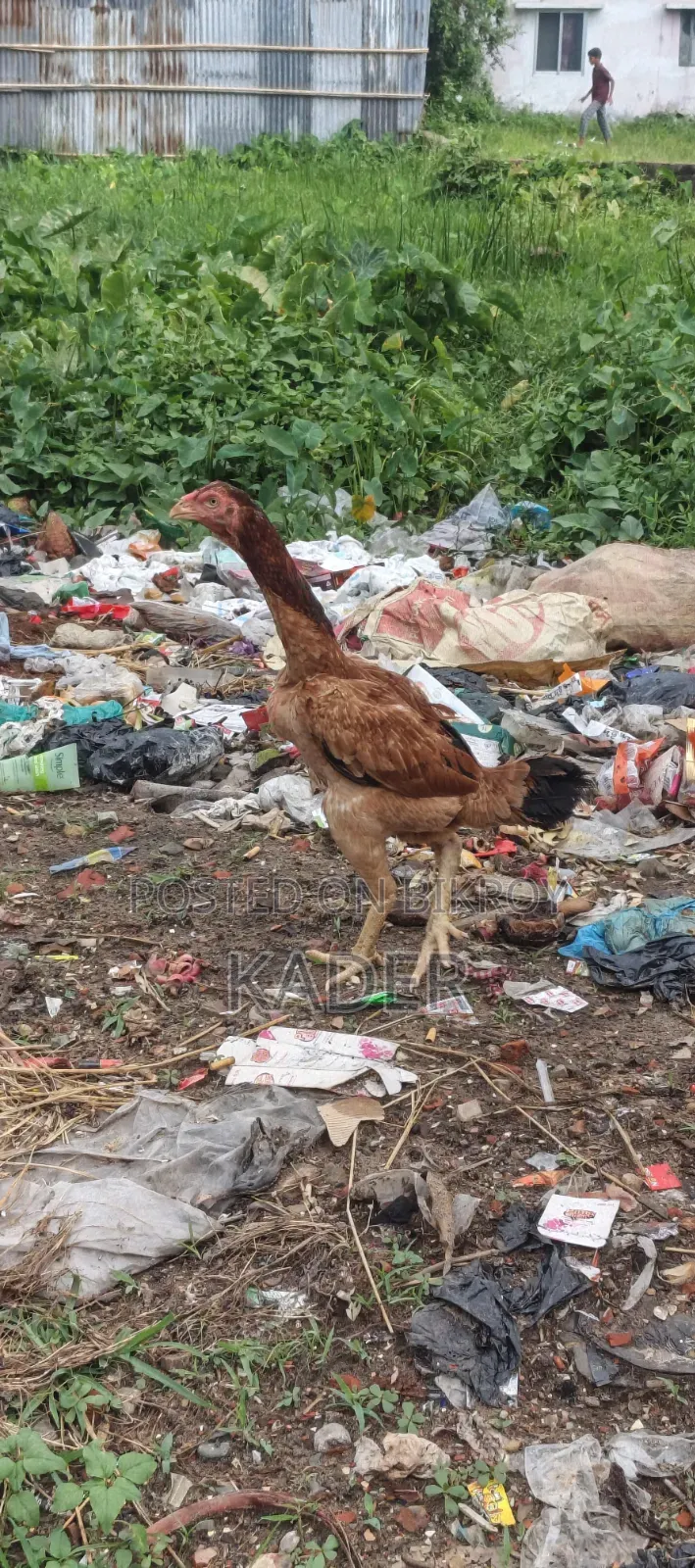 Asil Chicken