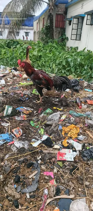 Asil Chicken