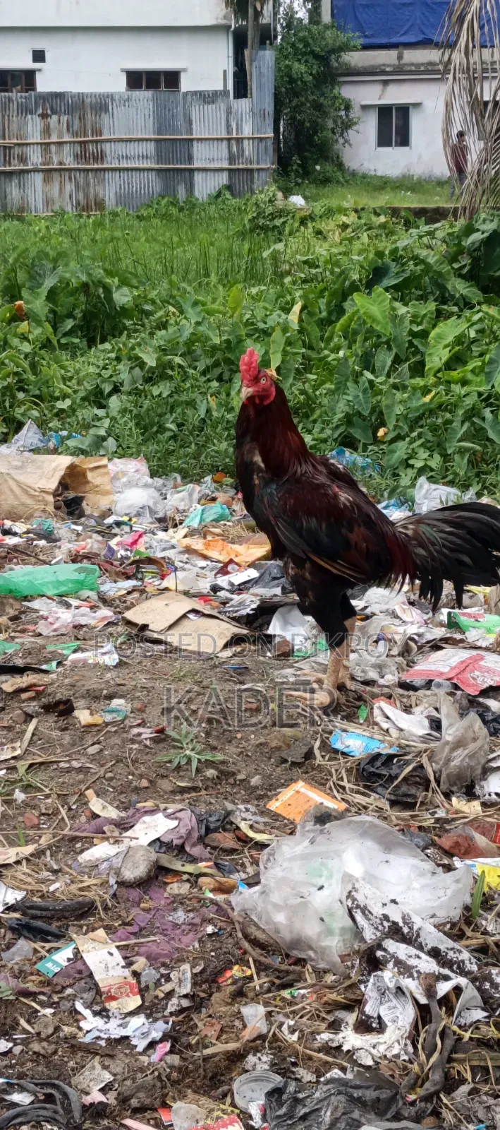 Asil Chicken