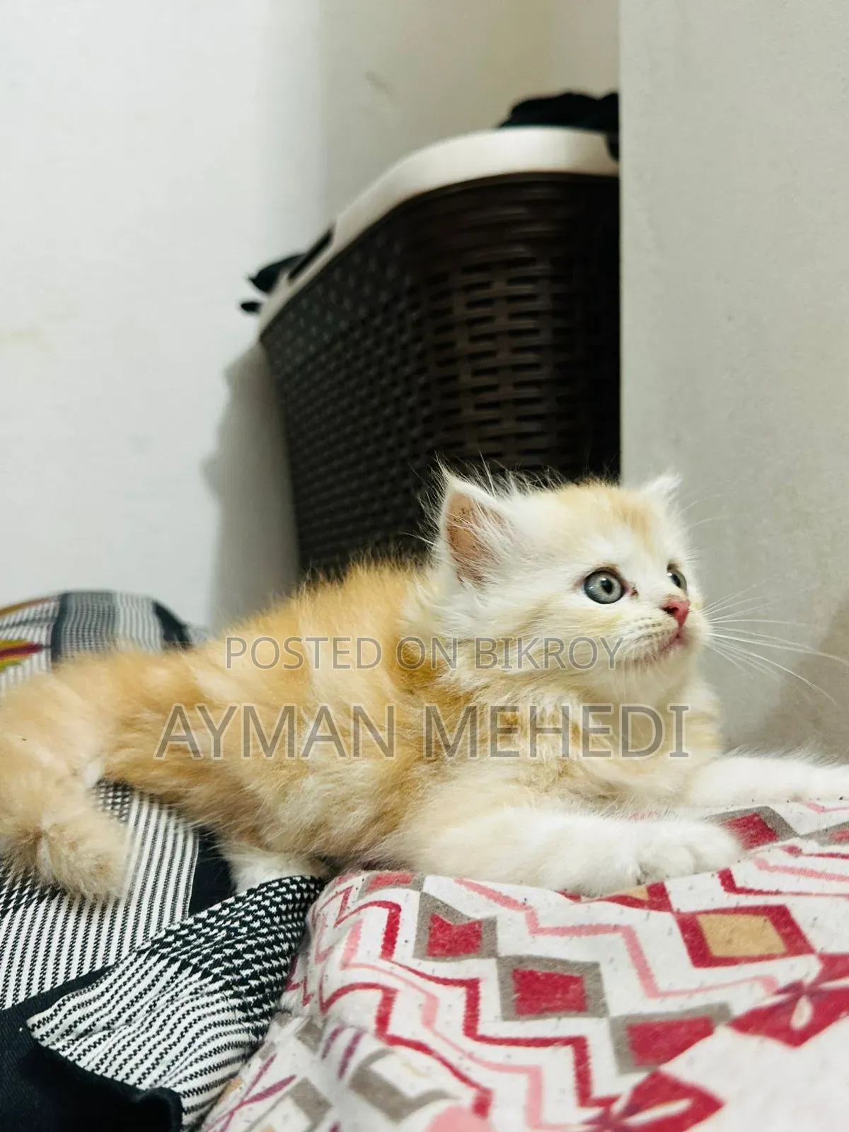 1-3 months Female Purebred Persian