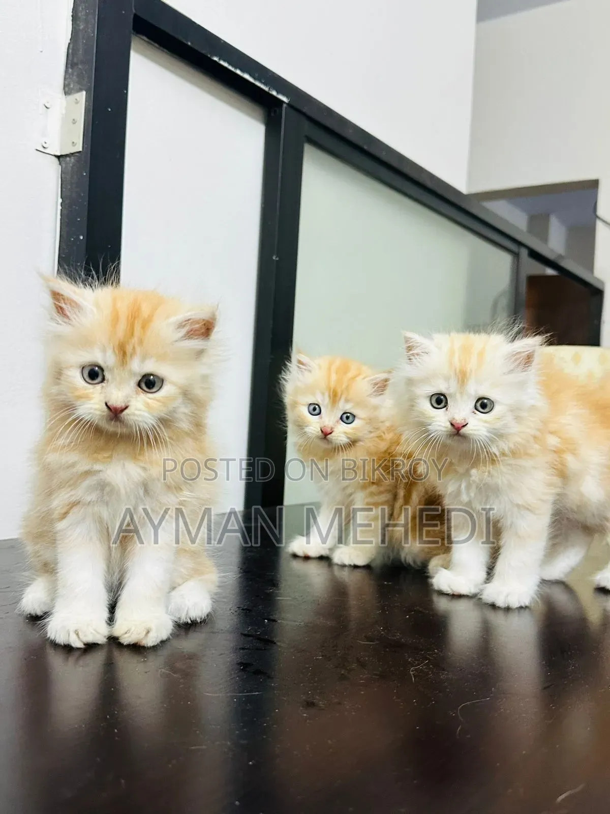 1-3 months Female Purebred Persian