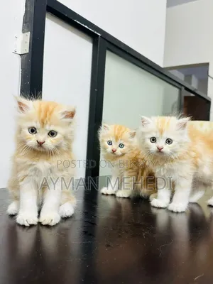 1-3 months Female Purebred Persian