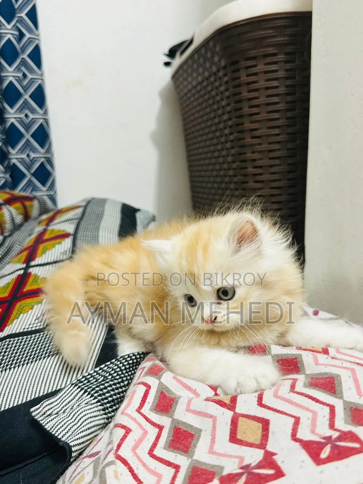 1-3 months Female Purebred Persian
