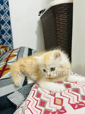 1-3 months Female Purebred Persian