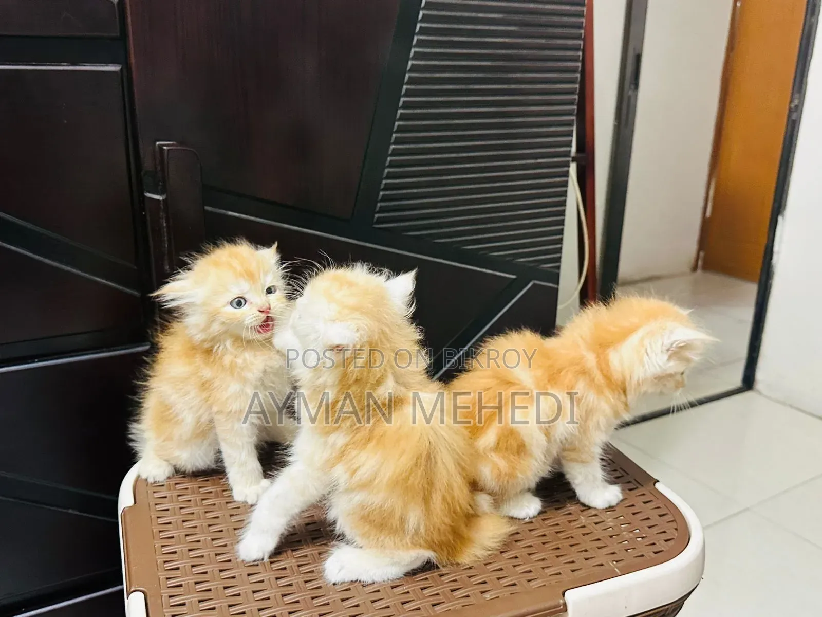 1-3 months Female Purebred Persian
