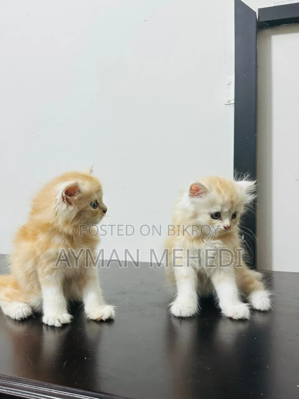 1-3 months Female Purebred Persian
