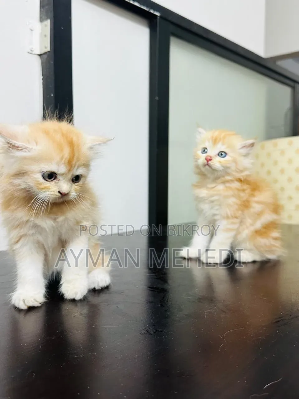 1-3 months Female Purebred Persian