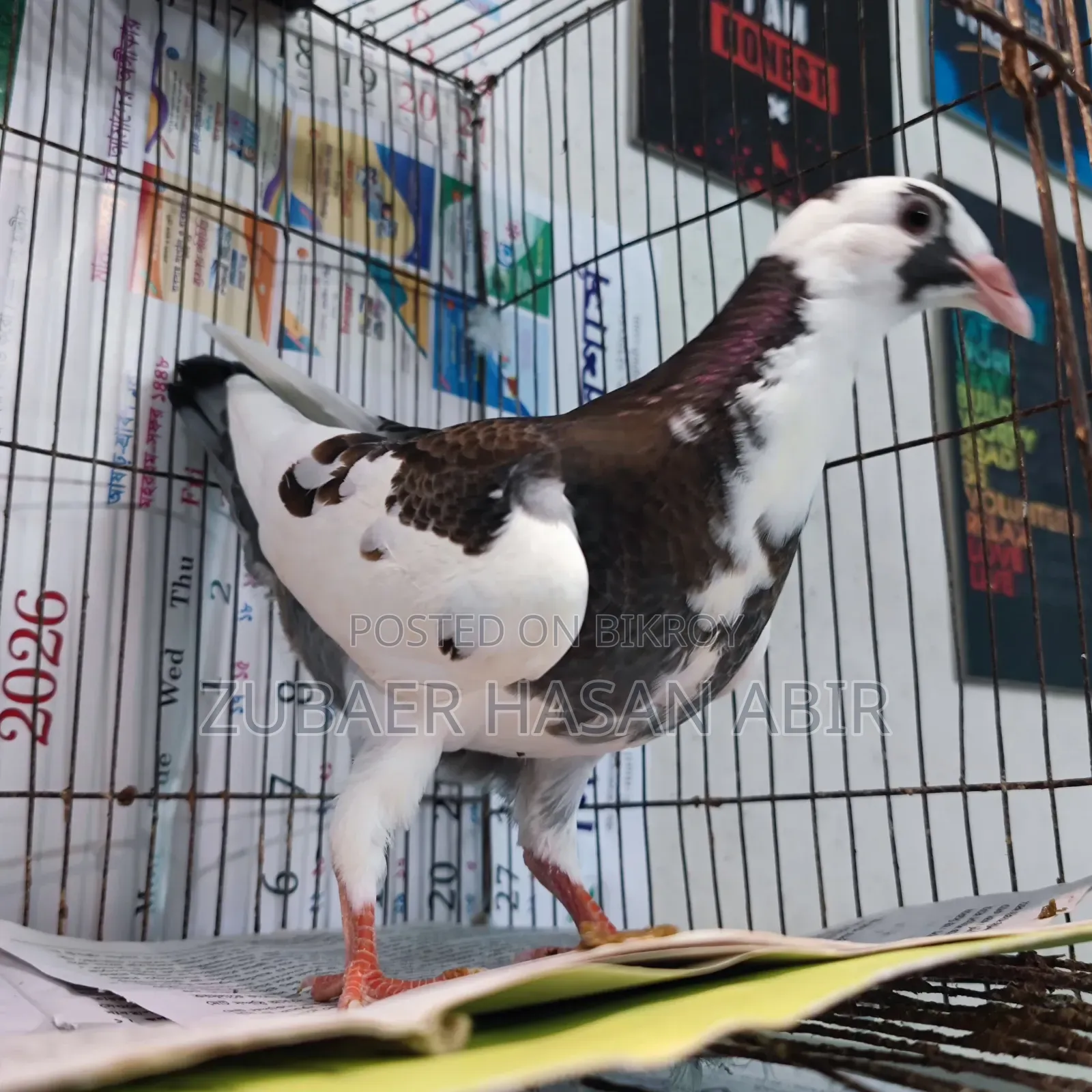 One piece Pied Racer baby for sale.