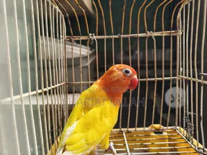 Love Bird (1 Piece )