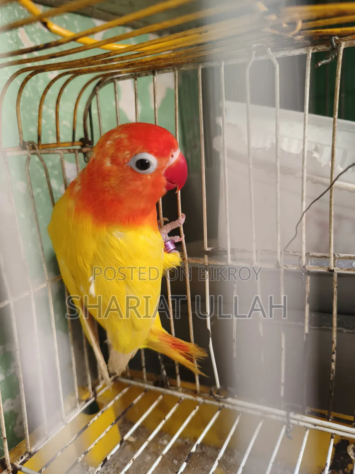 Love Bird (1 Piece )