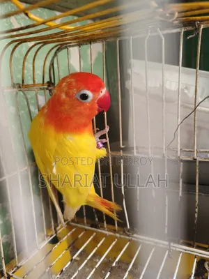 Love Bird (1 Piece )