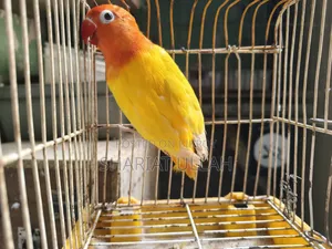 Love Bird (1 Piece )