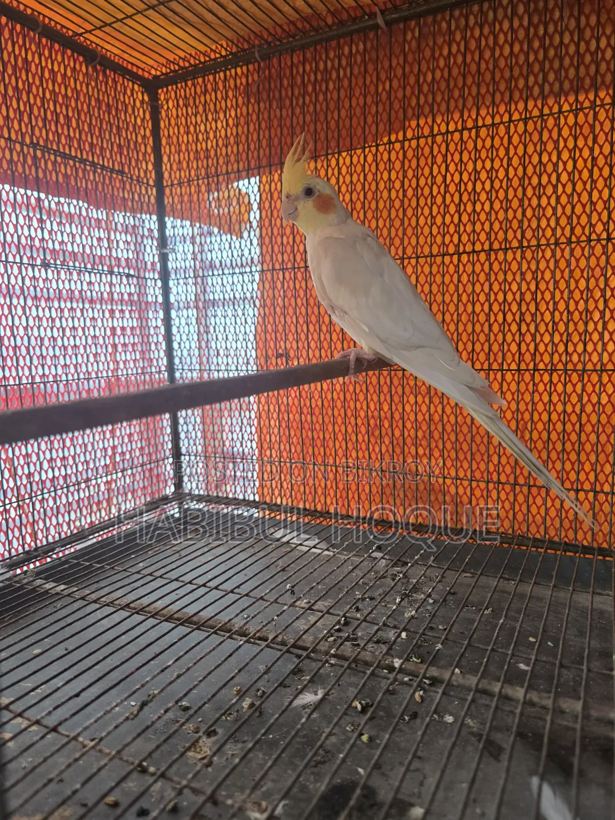 Lutino Cocatail Male