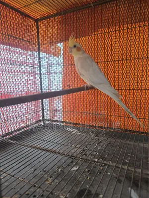 Lutino Cocatail Male