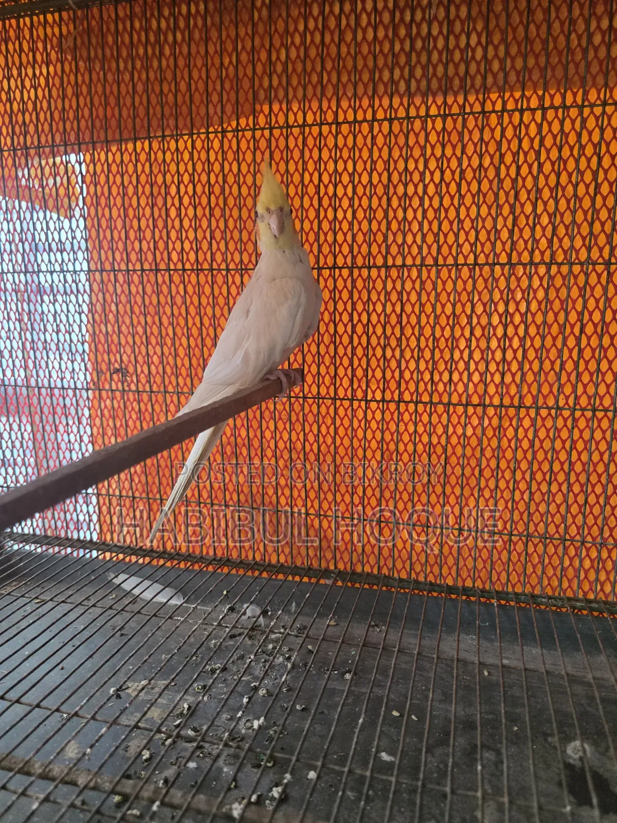 Lutino Cocatail Male