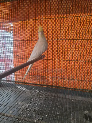 Lutino Cocatail Male