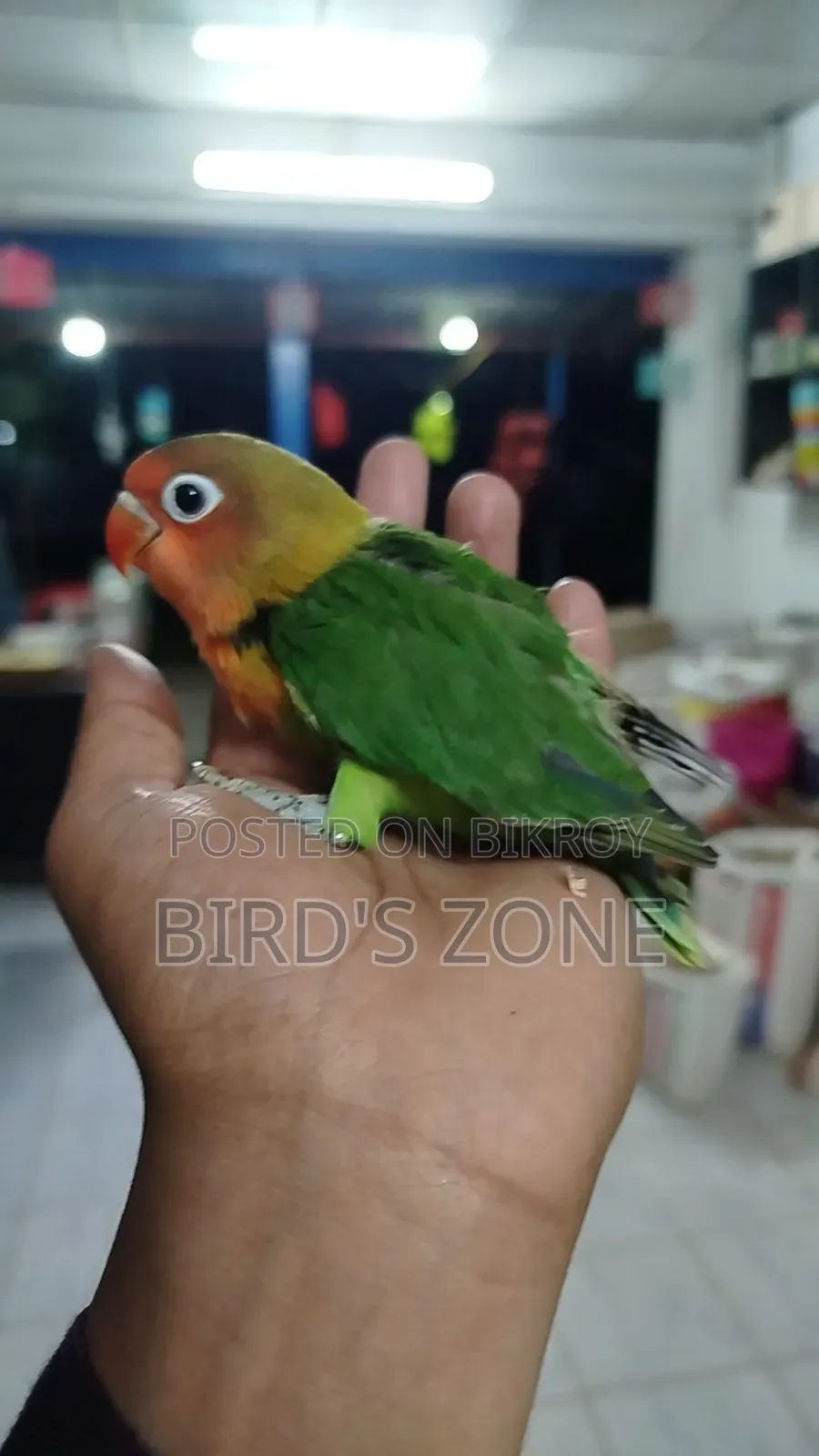 Hand-feeding Lovebird chicks
