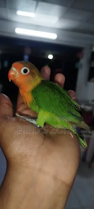 Hand-feeding Lovebird chicks
