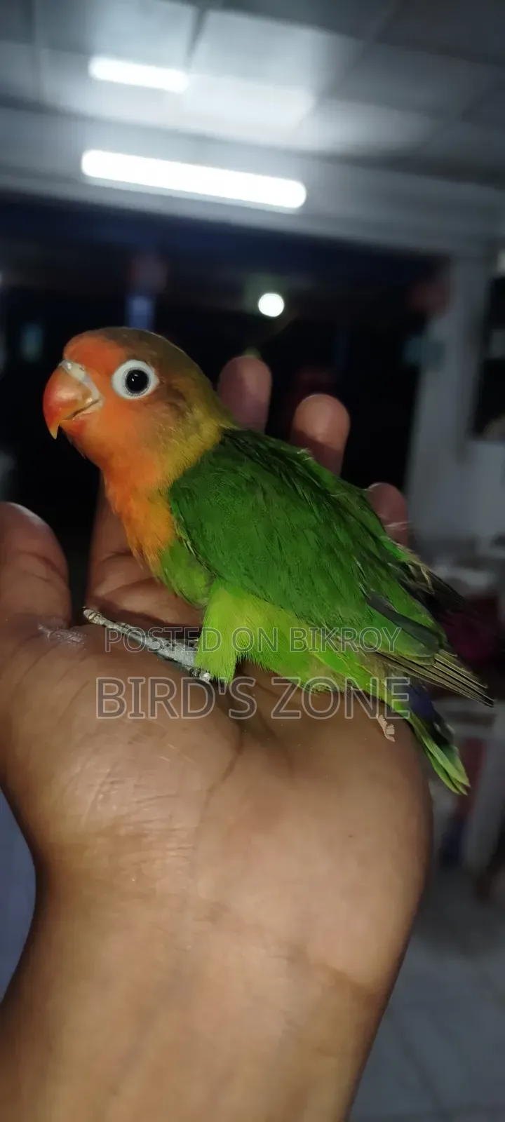 Hand-feeding Lovebird chicks