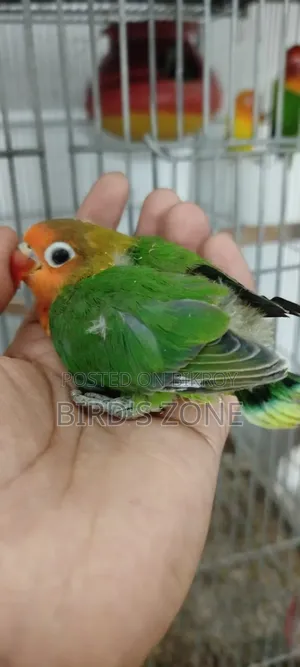 Hand-feeding Lovebird chicks