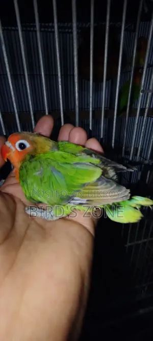 Hand-feeding Lovebird chicks