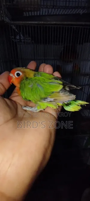 Hand-feeding Lovebird chicks