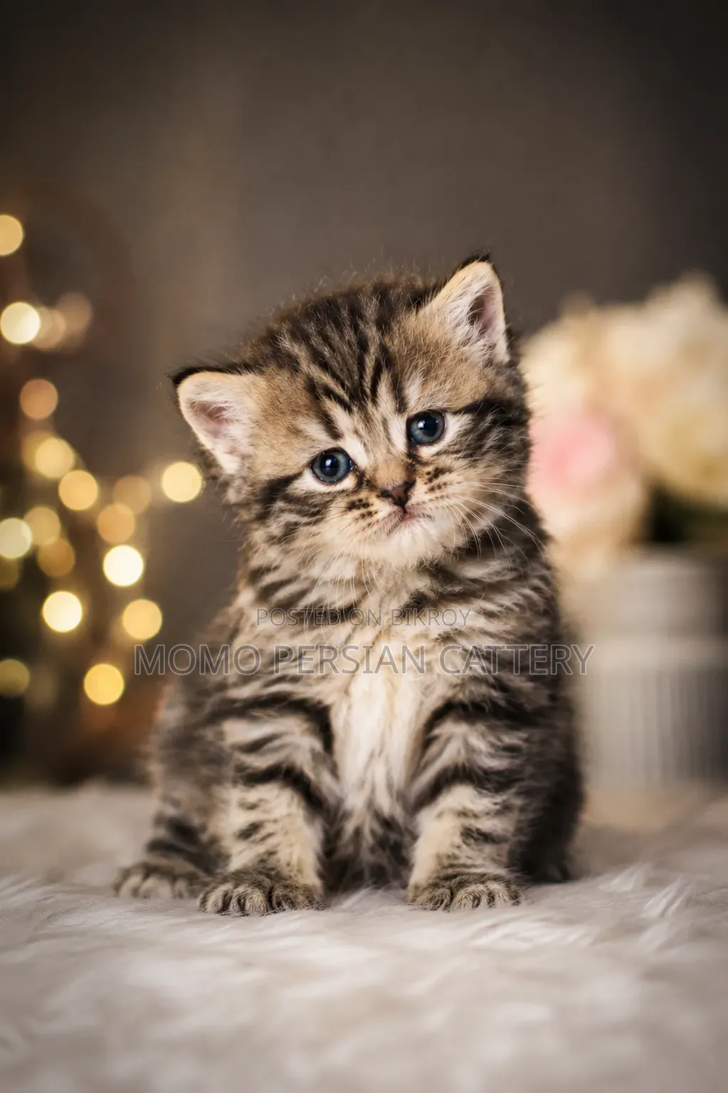 0-1 month Male Purebred Persian