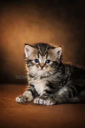 0-1 month Male Purebred Persian