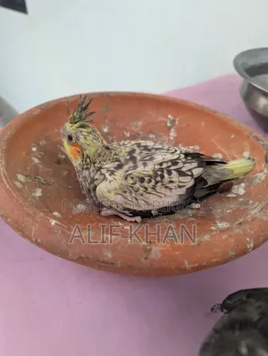 Cockatiel Tame Size Baby