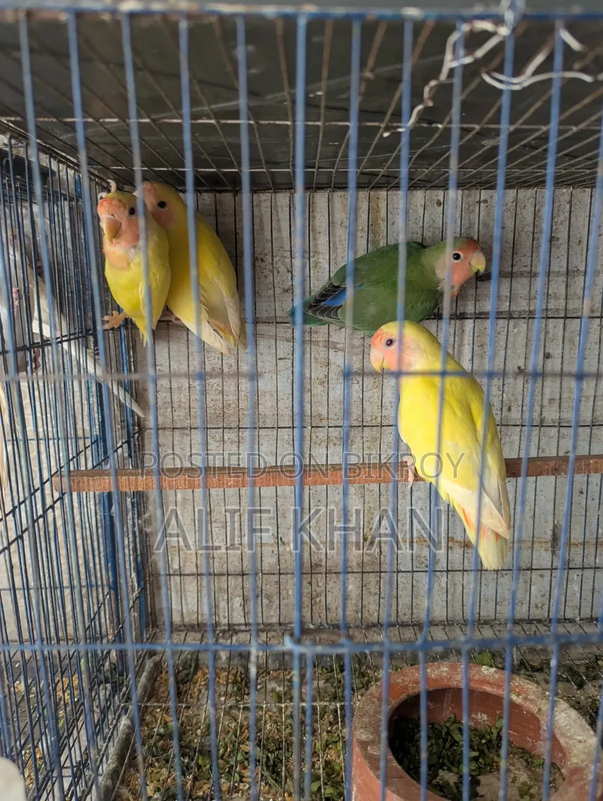 কোকাটেল টেম সাইজ বেবি