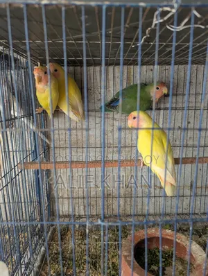 কোকাটেল টেম সাইজ বেবি