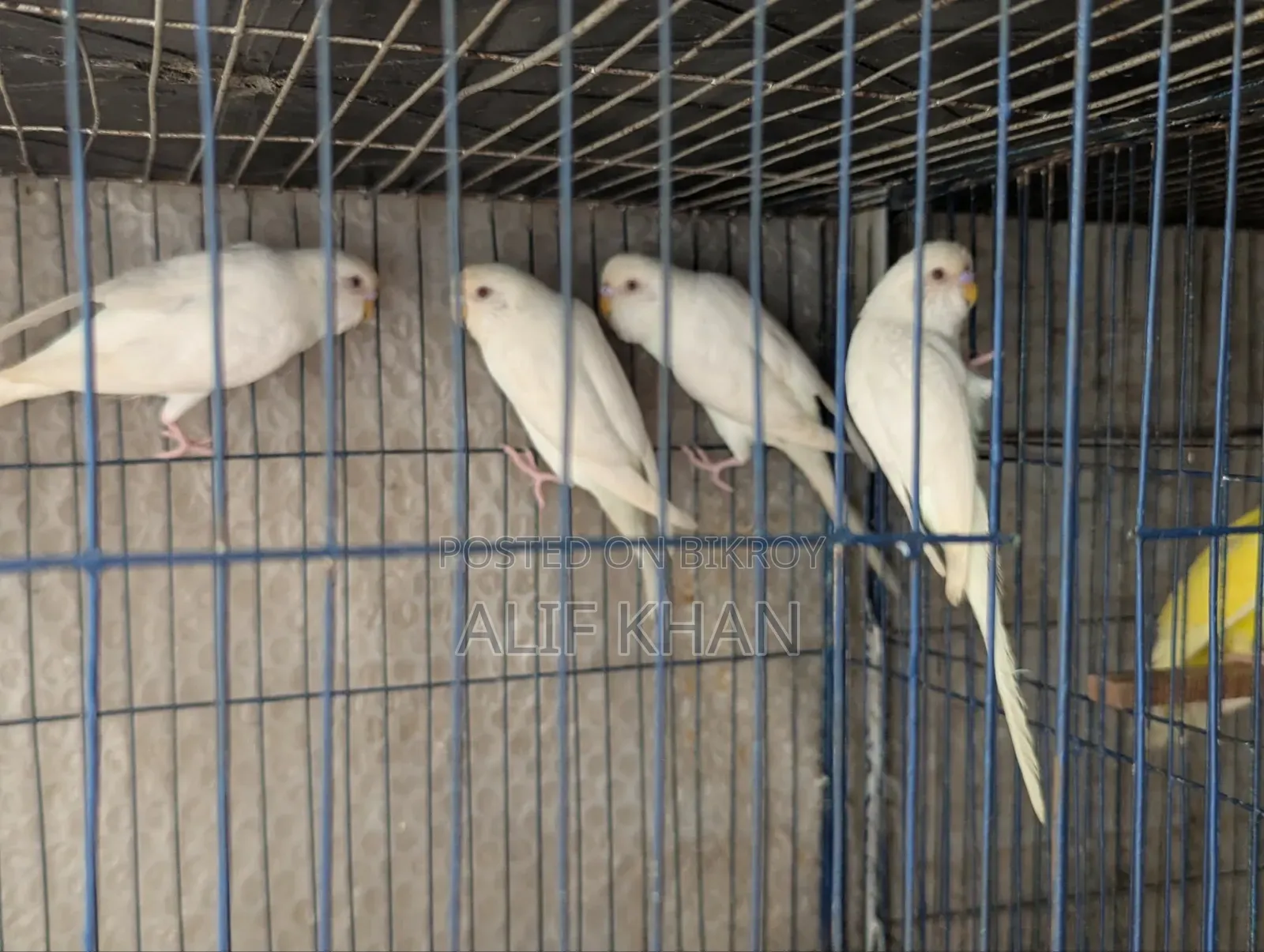 কোকাটেল টেম সাইজ বেবি