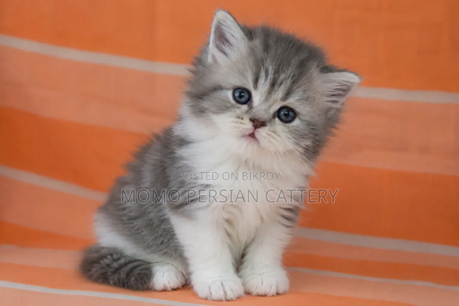 0-1 Month Male Purebred Persian