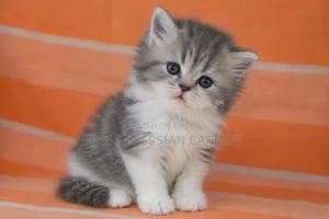 0-1 month Male Purebred Persian