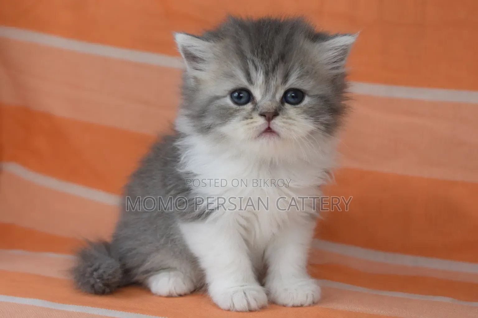 0-1 Month Male Purebred Persian