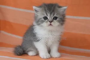 0-1 Month Male Purebred Persian