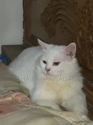 ৩-৬ মাস বয়সী পুরুষ বিশুদ্ধ পার্সিয়ান