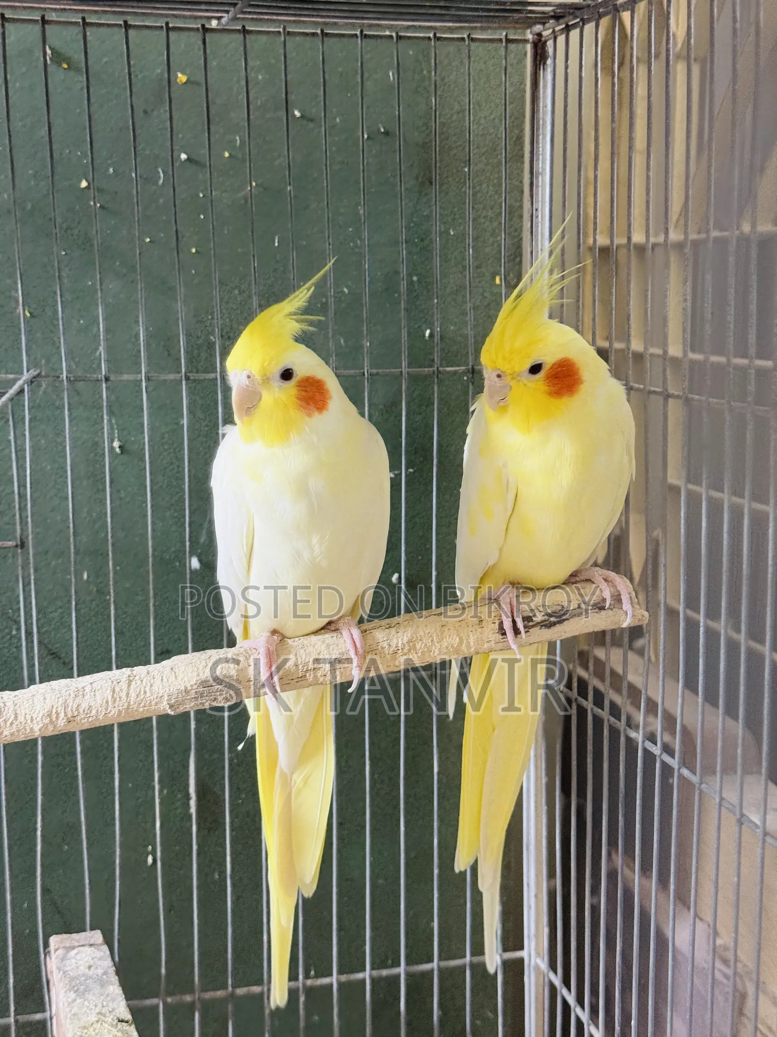 Cockatiel Running Pair