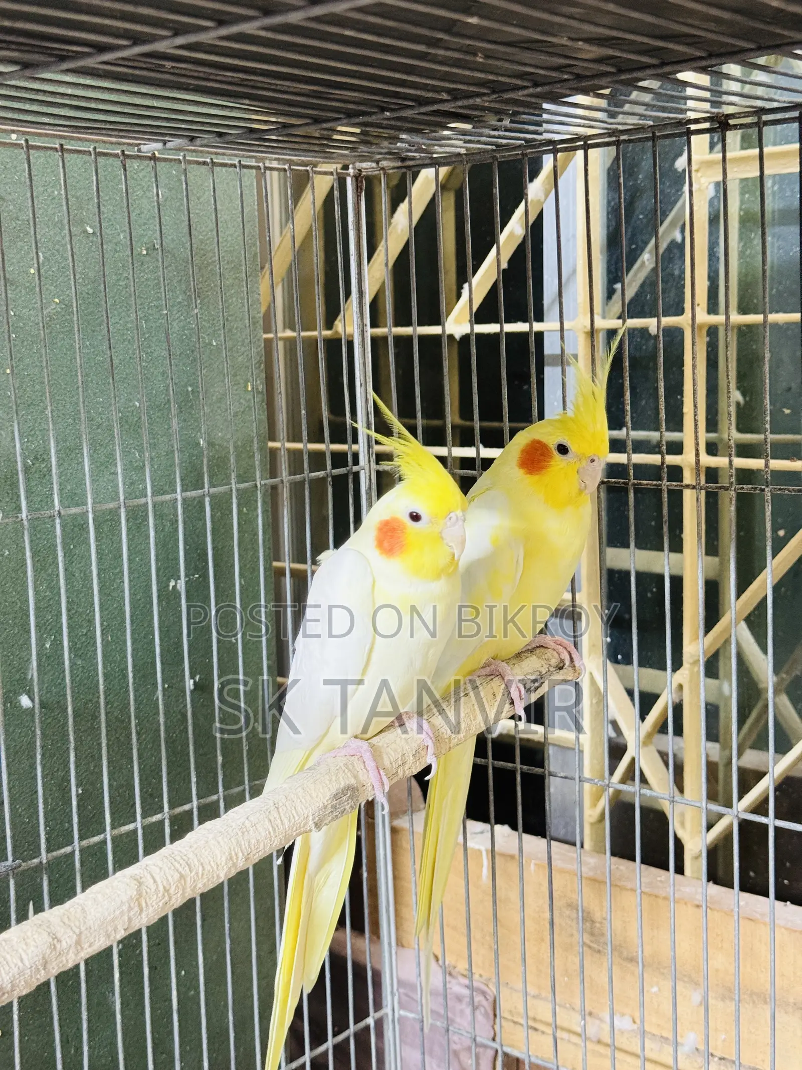 Cockatiel Running Pair