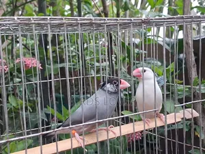 ১ জোড়া জাভা পাখি