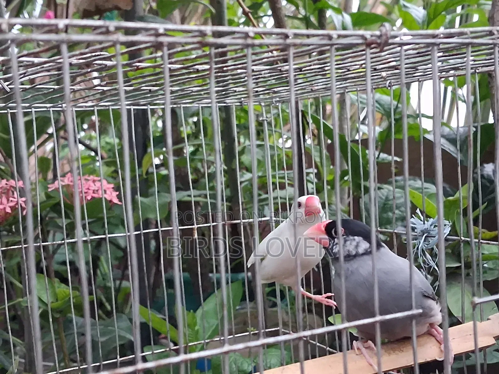 ১ জোড়া জাভা পাখি