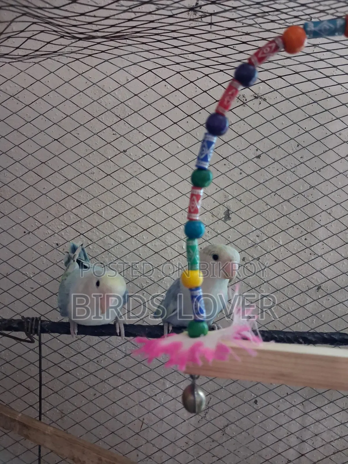 1 Jora Love Bird