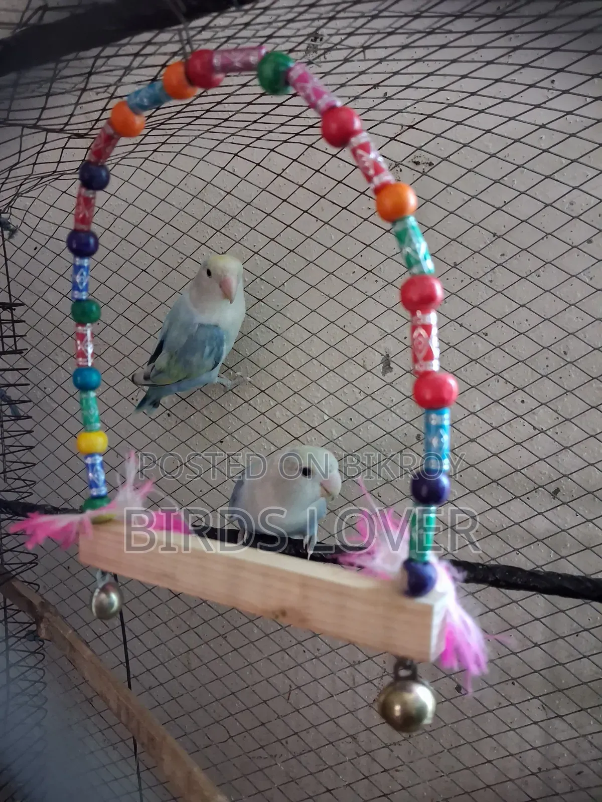 1 Jora Love Bird