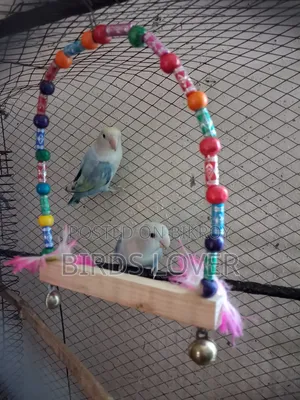 1 Jora Love Bird