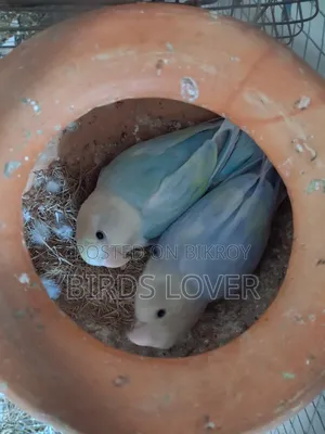 1 Jora Love Bird
