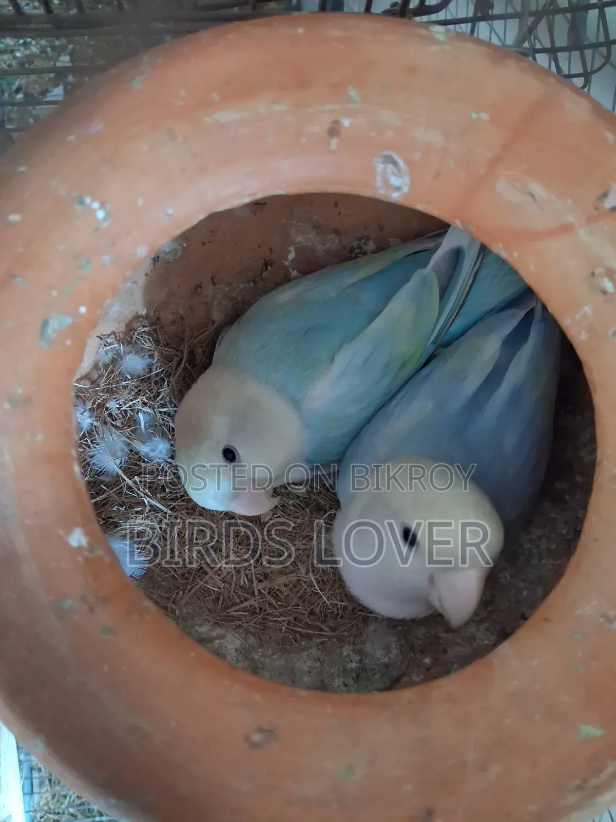 1 Jora Love Bird