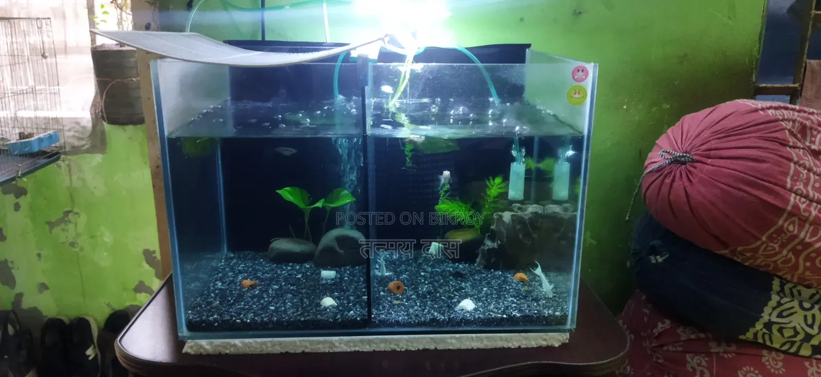 অ্যাকোয়ারিয়াম এবং মাছ