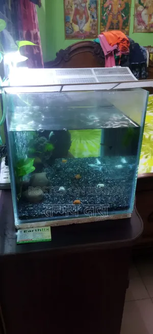 অ্যাকোয়ারিয়াম এবং মাছ