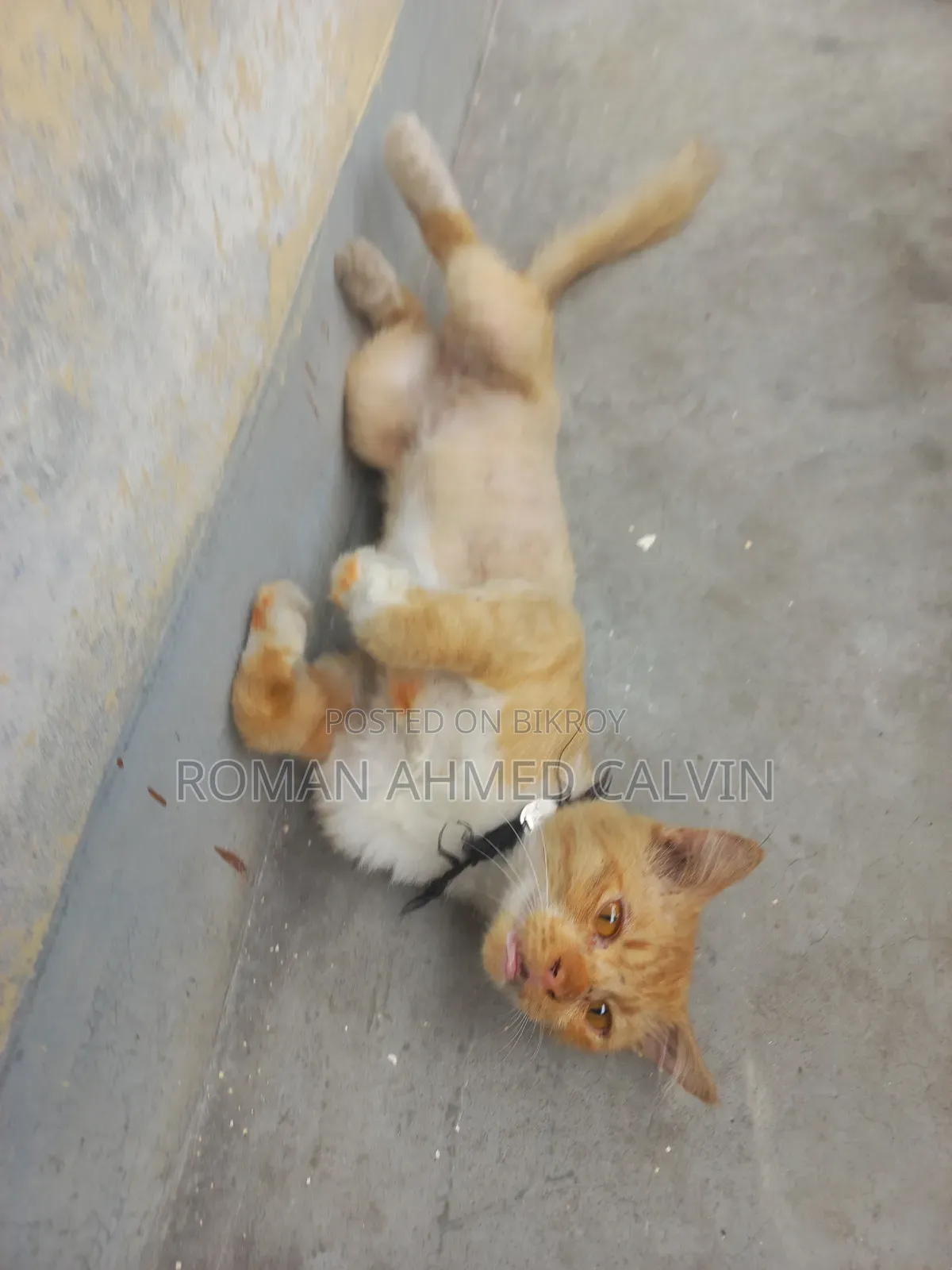3-6 Months Male Mixed Breed Persian
